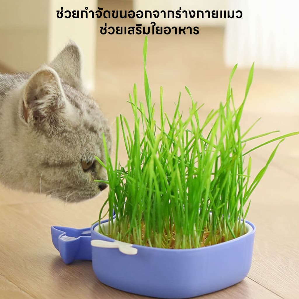 yoyopet : ชุดปลูกหญ้าแมว หญ้าแมว เมล็ดข้าวสาลี ถาดเพาะต้นอ่อน ชุดปลูกต้นสาลี ข้าวบาร์เล่ย์ รูปที่ 7