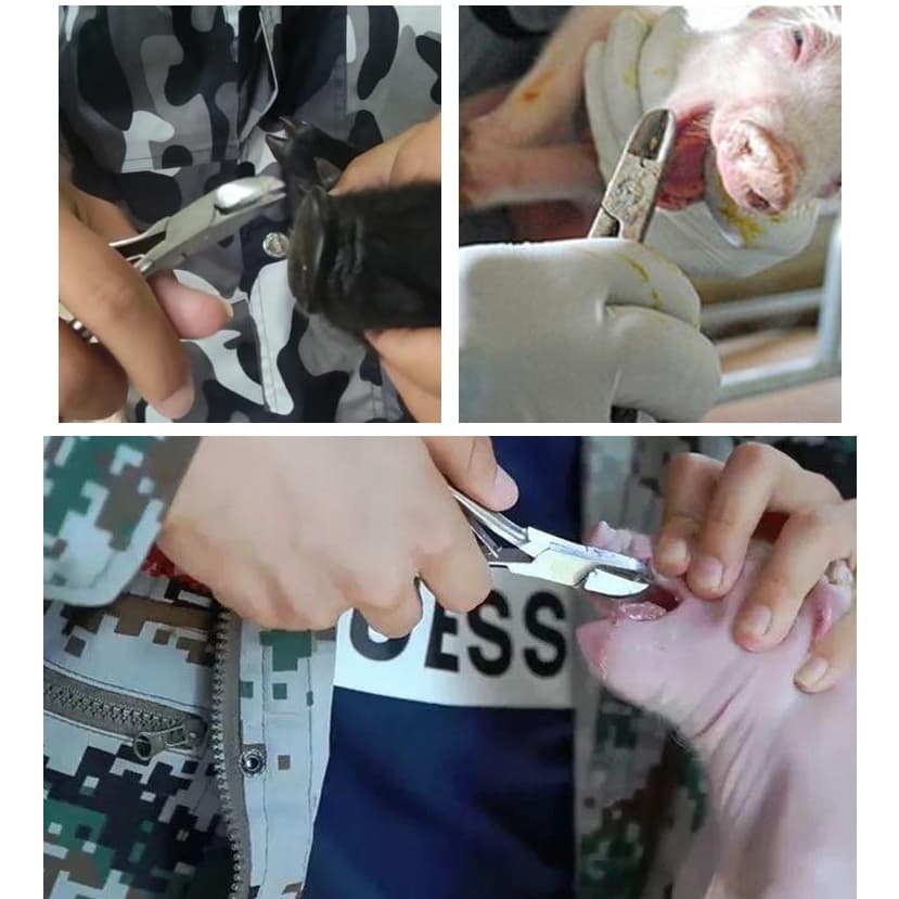 coralcoveshop กรรไกรตัดเขี้ยวหมู กรรไกรตัดฟันหมู คีมตัดฟันหมู กรรไกรตัดฟันสัตว์ แตนเลส 10-14ซม. รูปที่ 6