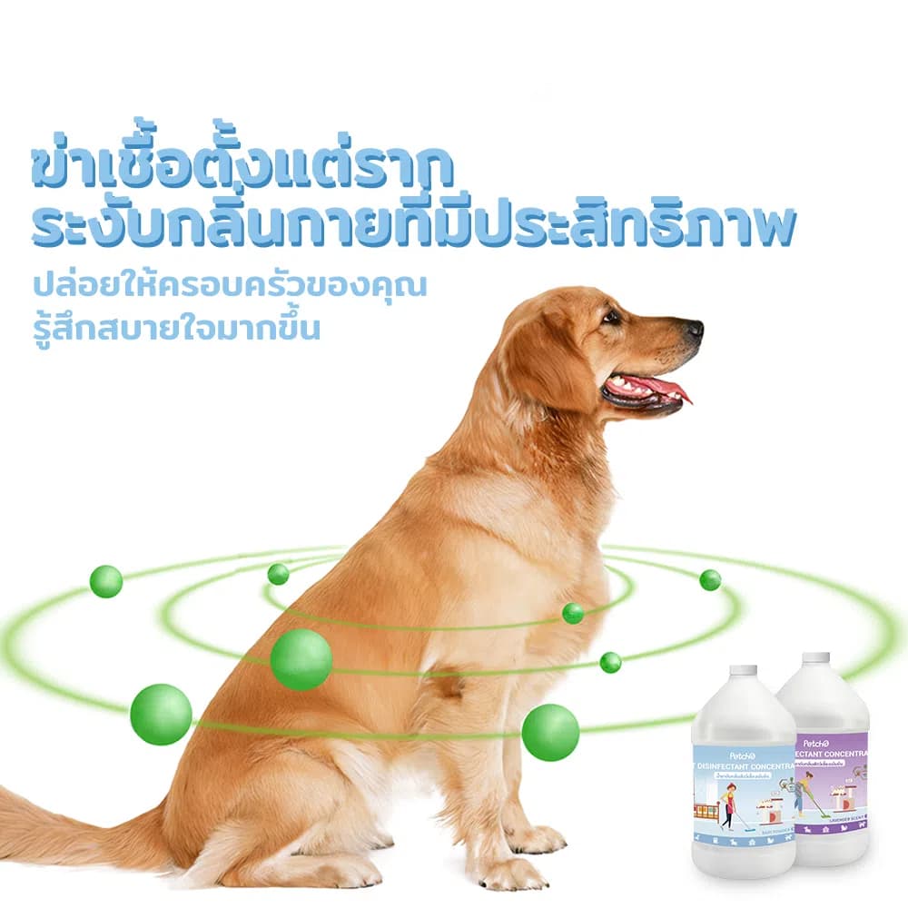 PetStern x Petcho น้ำยาฆ่าเชื้อสัตว์เลี้ยงแบบเข้มข้น น้ำยา ขจัดกลื่น สัตว์เลี้ยง 1000/3800ml รูปที่ 5