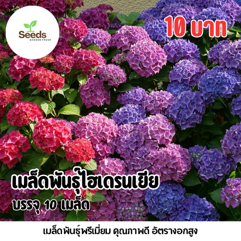 เมล็ดพันธุ์ดอกไฮเดรนเยีย บรรจุ 10 เมล็ด/ซอง รูปที่ 1