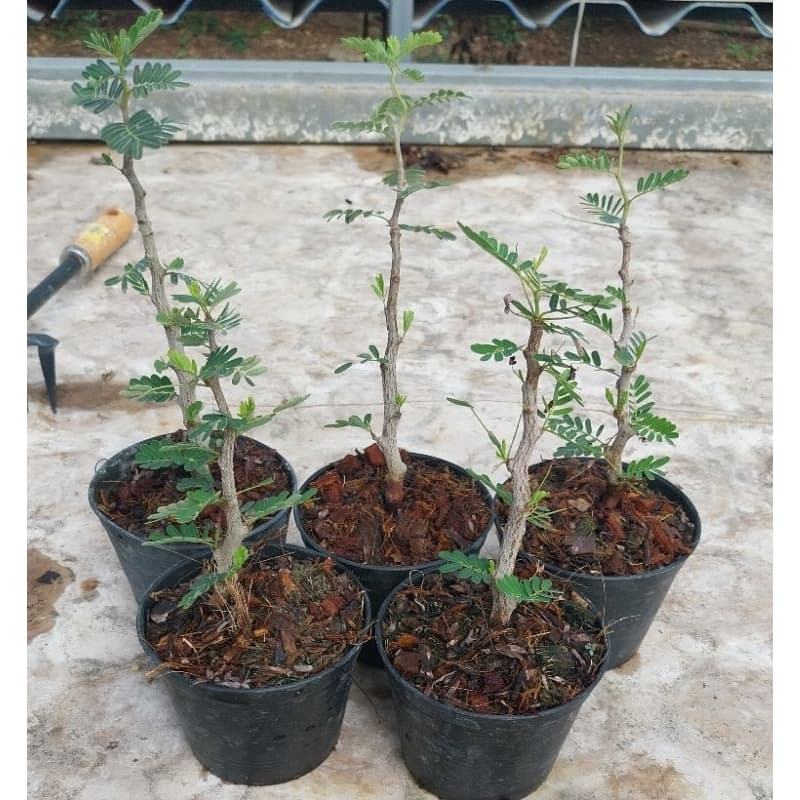 มะขามมาดากัสการ์ Senna Meridionalis มะขามมาดากัสการ์ กิ่งชำ รูปที่ 3