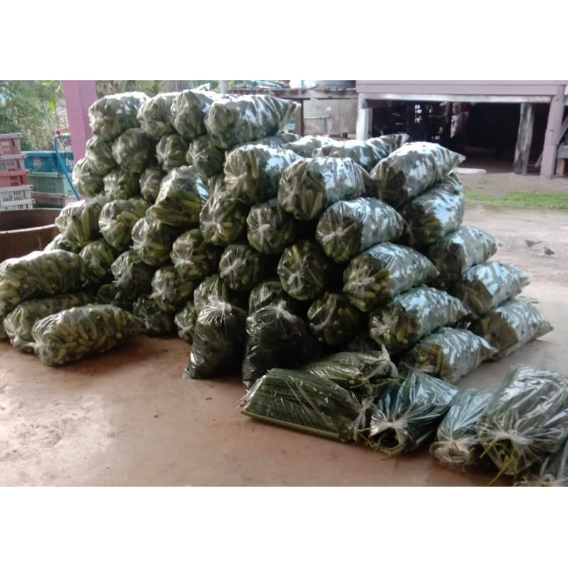 เมล็ดแตงกวา เมล็ดพันธุ์แตงกวา เมล็ดแตงดกๆ เเตงกวาพันธุ์ทีเด็ด328 100 กรัม เขียวตองสวยดกๆ รูปที่ 9