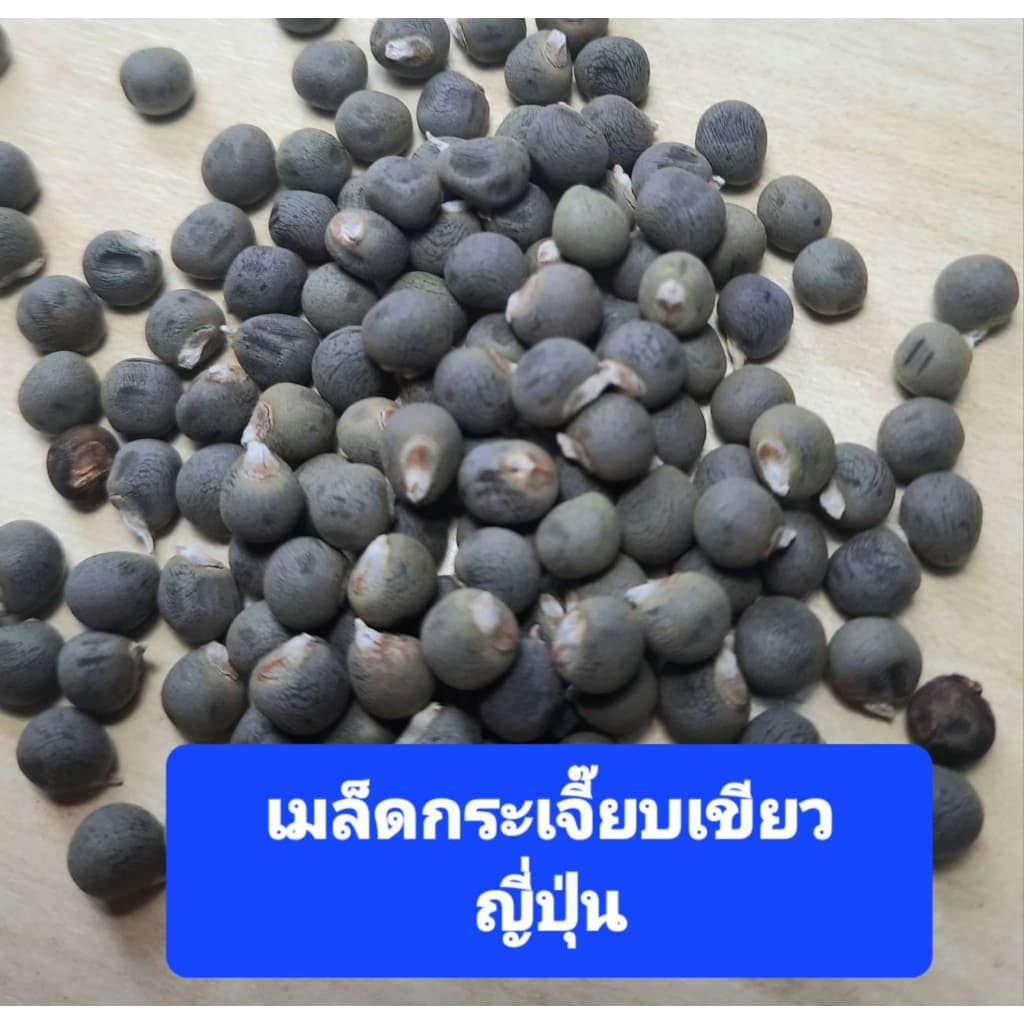 เมล็ดกระเจี๊ยบเขียวญี่ปุ่น 40 เมล็ด กระเจี๊ยบเขียวโอซาก้า เมล็ดพันธุ์แท้ รูปที่ 4