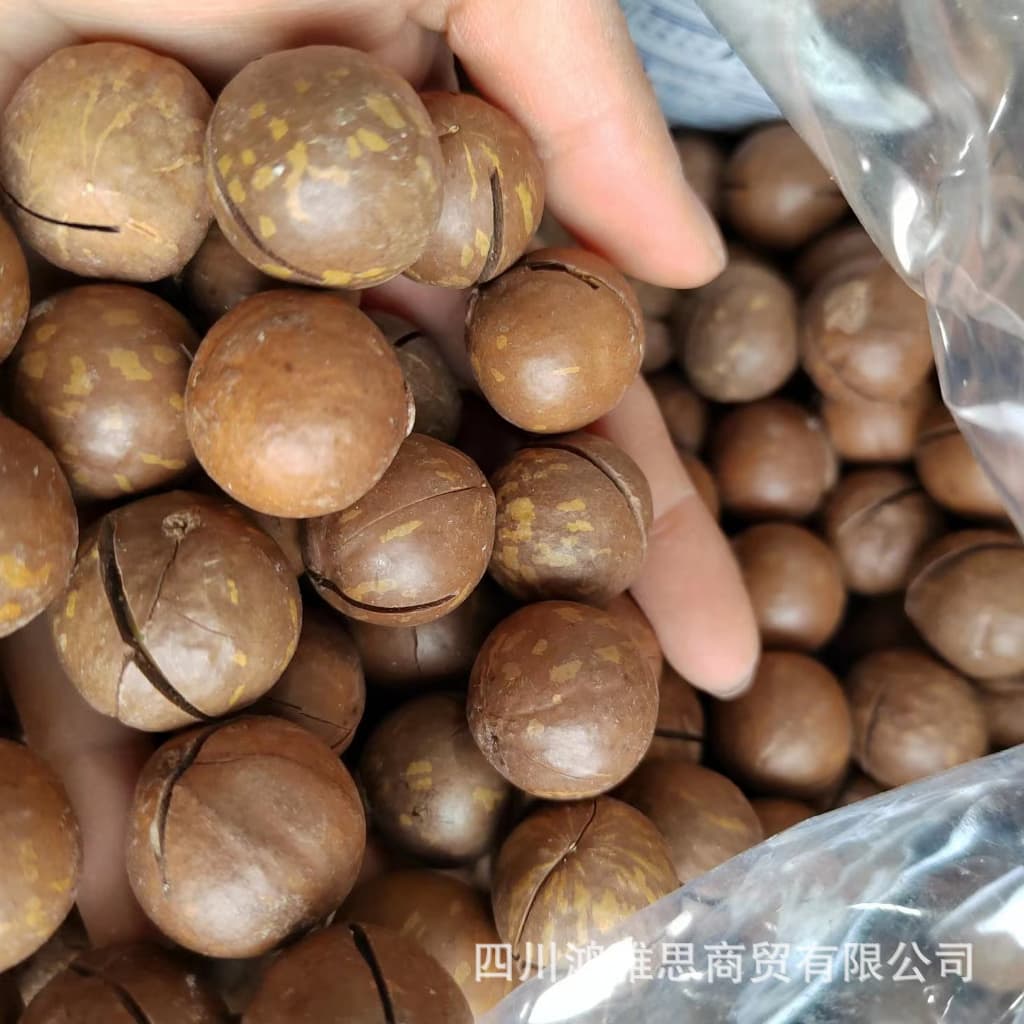 สุดคุ้ม ! แมคคาเดเมีย 200 กรัม เกรด AAA อบเนย แบบมีเปลือก กรอบ สด ใหม่ หวานเจี๊ยบน้ำตาลไทย รูปที่ 3