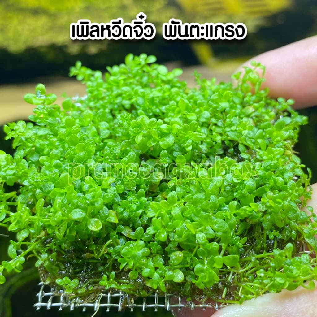 เพิลหวีตจิ๋วพันตะแกรง - Micranthemum monticaro. แบบกระถาง พร้อมปลูก ต้นไม้น้ำ รูปที่ 1