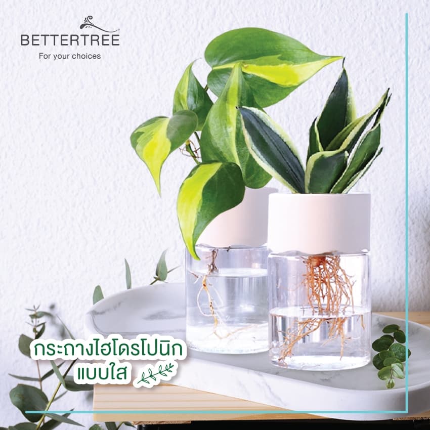 กระถางไฮโดโปนิกใสขอบฝาสีขาว ใส่ต้นไม้เลี้ยงน้ำได้ ดูดซึมน้ำอัตโนมัติ รดน้ำ รูปที่ 1