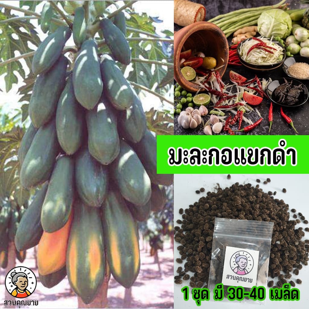 เมล็ดพันธุ์มะละกอแขกดำ ออกพุ่มเตี้ย ลูกดก ติดดอกไว ปลูก 6-8 เดือน เหมาะสำหรับทานทั้งสุกและดิบ รูปที่ 1