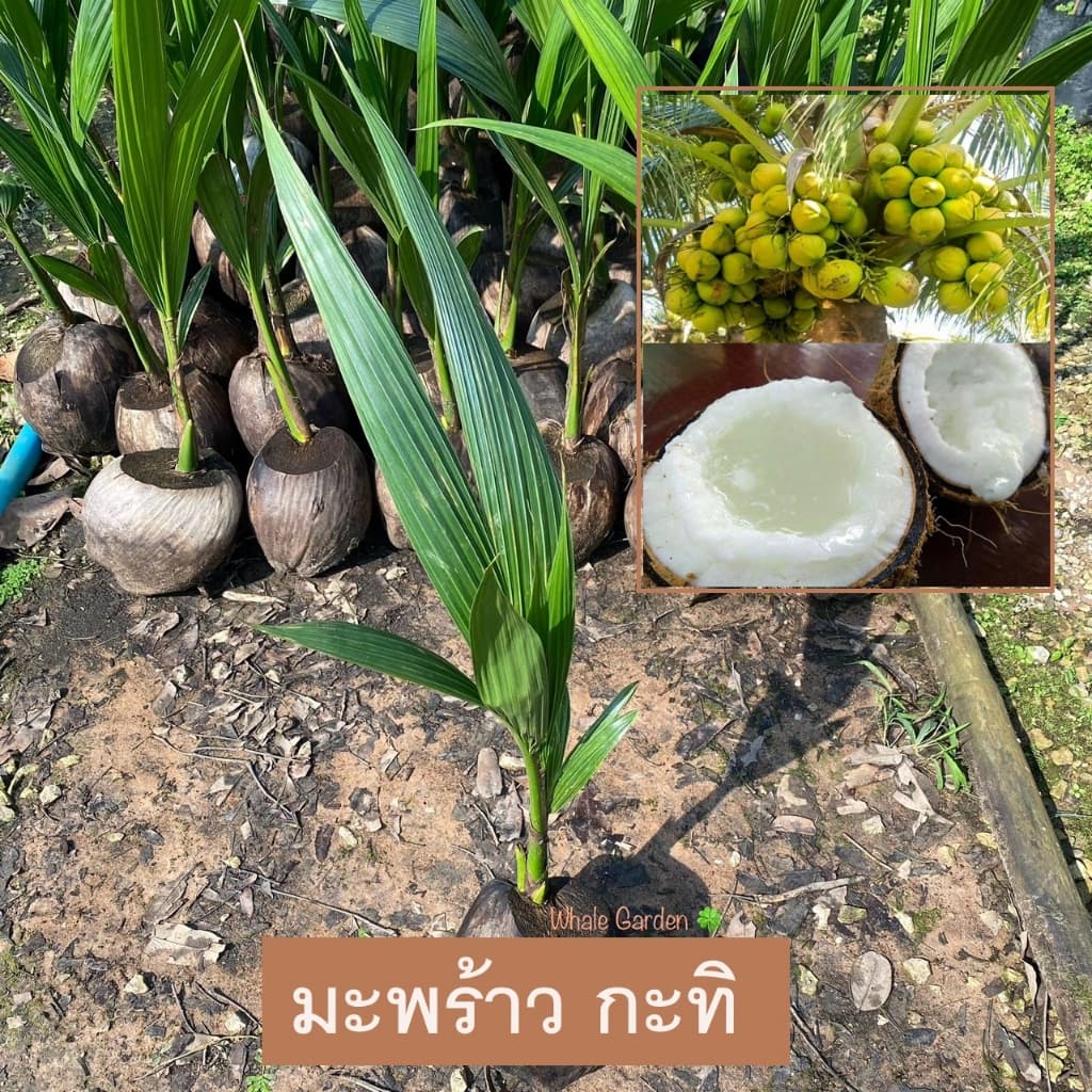 มะพร้าวกะทิ ต้นมะพร้าวกะทิ มะพร้าว เนื้อผลมีเนื้อนุ่มหนา รูปที่ 1