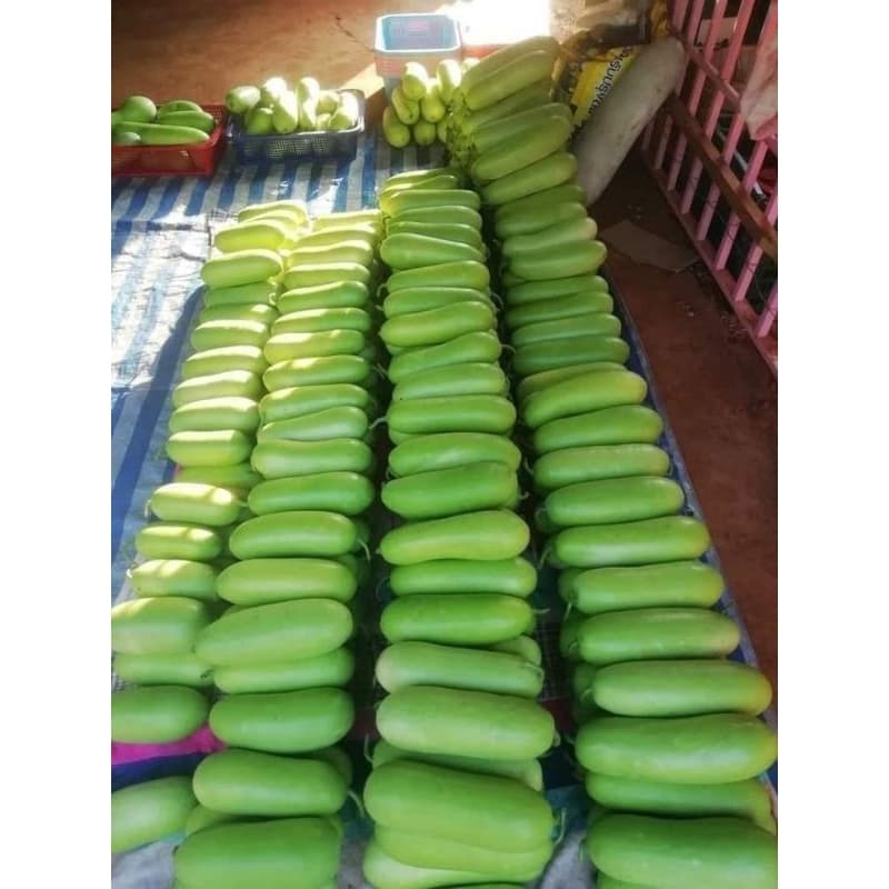 เมล็ดแฟงอ่อนรักษ์ไทร020 บรรจุ50กรัม รูปที่ 4