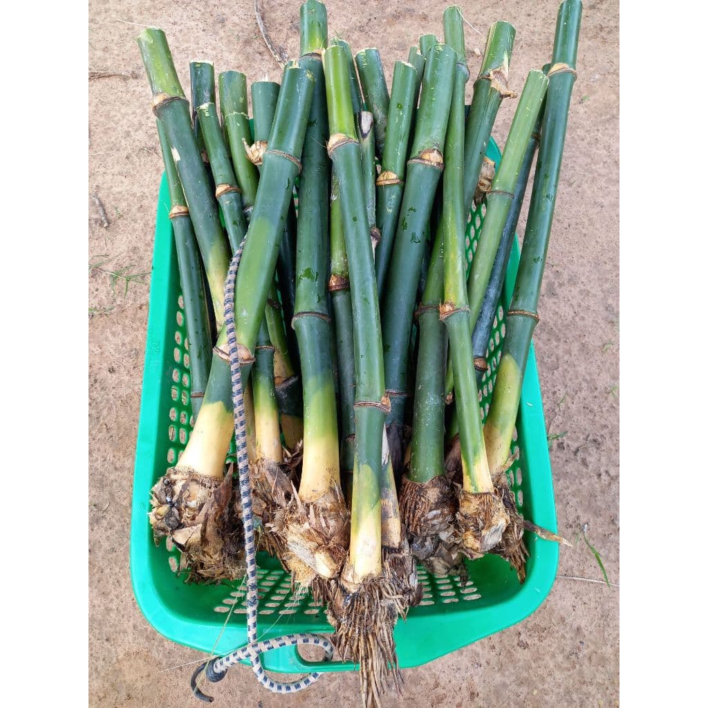 กิ่งพันธุ์ไผ่กิมซุง กิมจู กิมซุง ตงลืมแล้ง ตงอินโด ไผ่หวาน ซื้อ 10 แถม 2 ทนแล้ง ทนน้ำท่วม หน่ออร่อย ออกหน่อทั้งปี รูปที่ 2