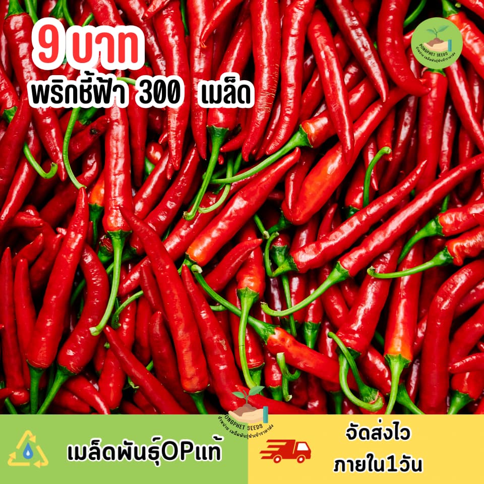 9บาท พริกชี้ฟ้า 300 เมล็ด รูปที่ 1