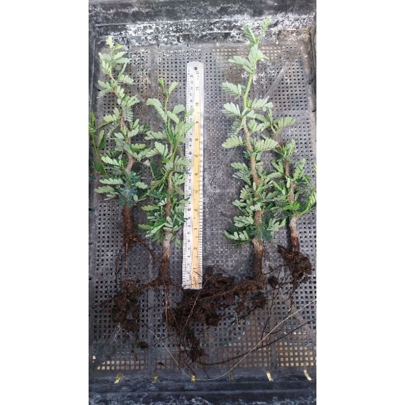 มะขามมาดากัสการ์ Senna Meridionalis มะขามมาดากัสการ์ กิ่งชำ รูปที่ 6