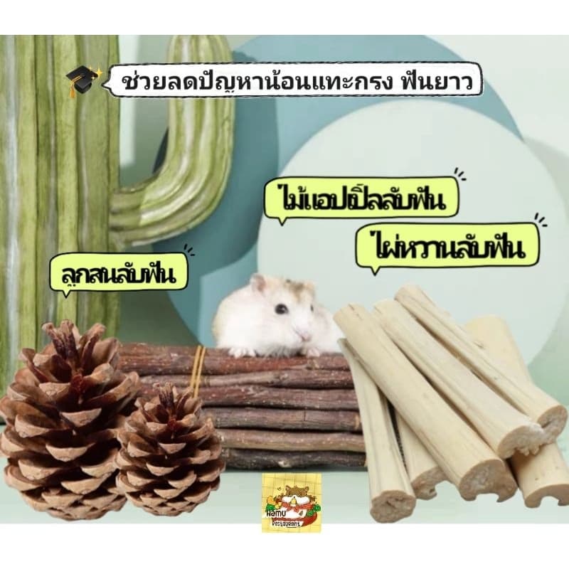 Hamu เซ็ตลับฟัน ไม้ลับฟันสัตว์เลี้ยง ไม้แอปเปิ้ล ไผ่หวาน ลูกสน แก้ปัญหาฟันยาว คลายเครียด แฮมสเตอร์ รูปที่ 1