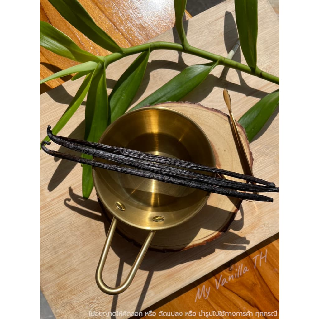 ฝักวานิลลาสายพันธุ์ Planifolia **เกรดA 18-22cm** My Vanilla TH รูปที่ 8