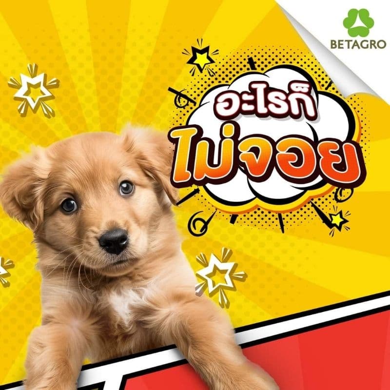 Bingo Star Yummy Stick บิงโกสตาร์ยัมมี่สติ๊ก ขนมสุนัข ขนาด 500 กรัม รูปที่ 9