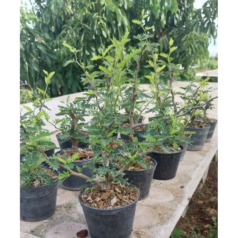 มะขามมาดากัสการ์ Senna Meridionalis มะขามมาดากัสการ์ กิ่งชำ รูปที่ 8