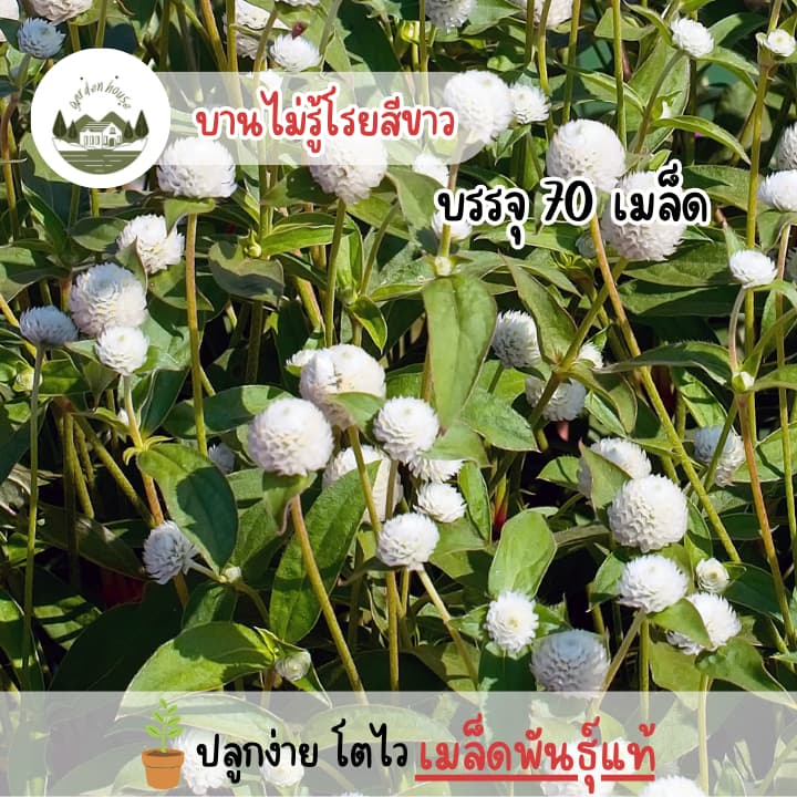 ดอกบานไม่รู้โรยสีขาว 70 เมล็ด รูปที่ 1