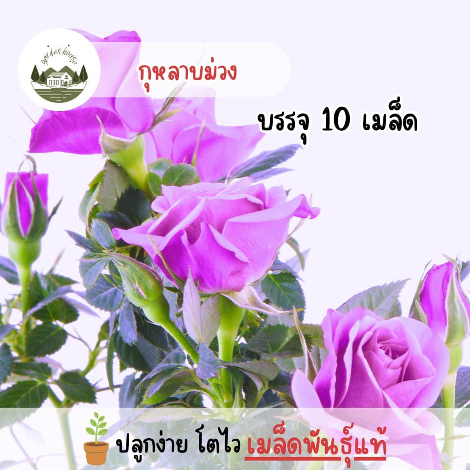 กุหลาบสีม่วง 10 เมล็ด รูปที่ 1