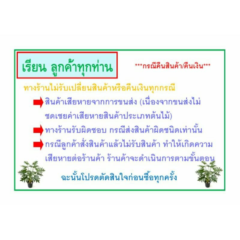 กล้าสละอินโด เพาะเมล็ด ต้นเล็ก รูปที่ 8