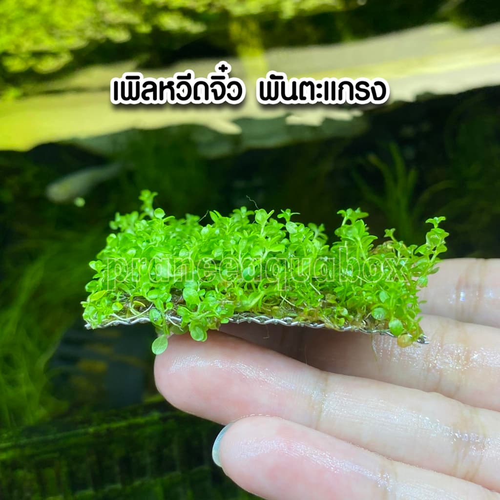 เพิลหวีตจิ๋วพันตะแกรง - Micranthemum monticaro. แบบกระถาง พร้อมปลูก ต้นไม้น้ำ รูปที่ 7