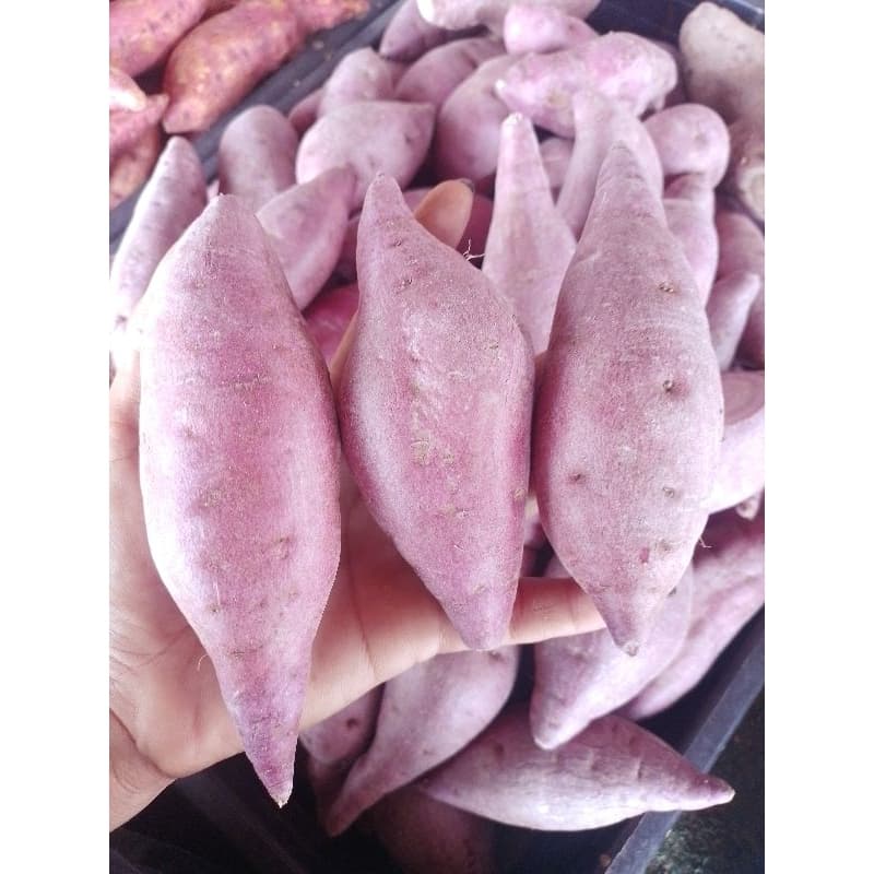 มันเทศหวาน●เกรดA●คัดสวย●แพ็กละ1กก. รูปที่ 7