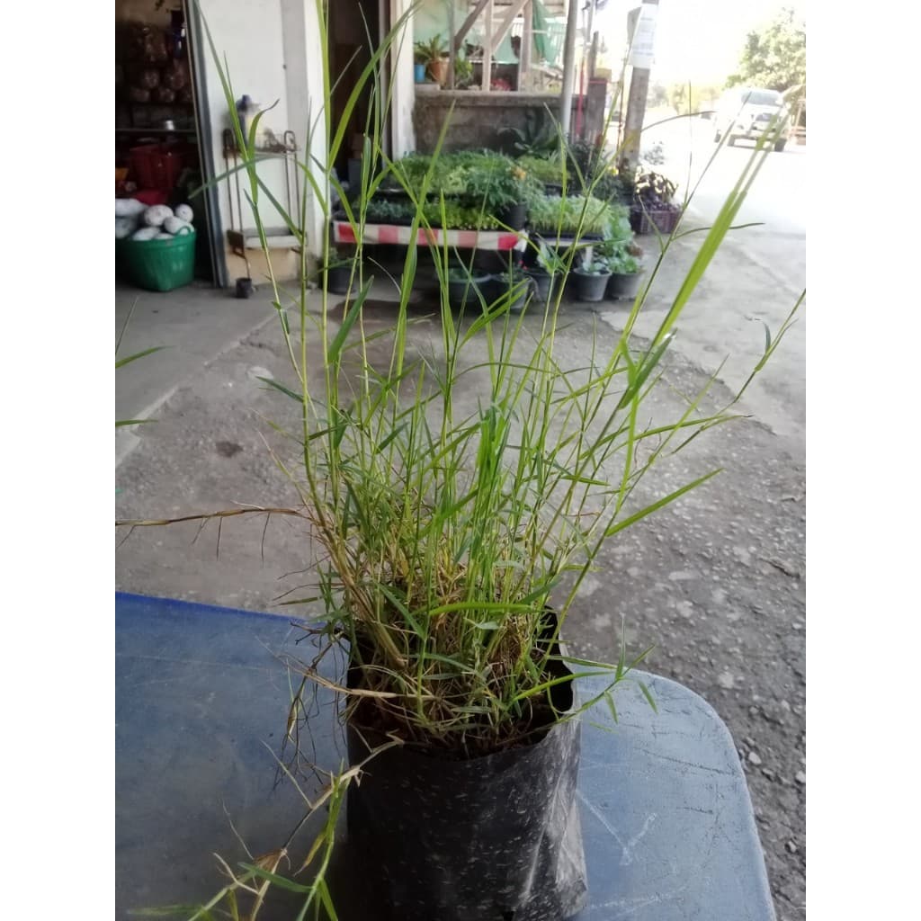 ต้นหญ้าแพรก ถุงดำละ 29 บาท เจริญเติบเติบโตได้ดีในดิน ทุกชนิด ทำพิธี ไหว้ครูได้ รูปที่ 5