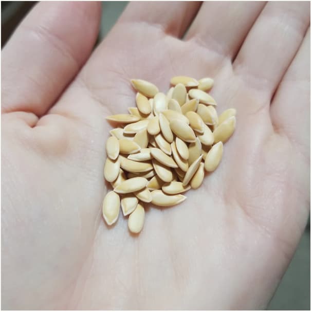 เมล็ดพันธุ์ เมล่อน อิชิบะโควจิ Ichiba Kouji F1 Melon Seed 5 เมล็ด คุณภาพดี รูปที่ 3