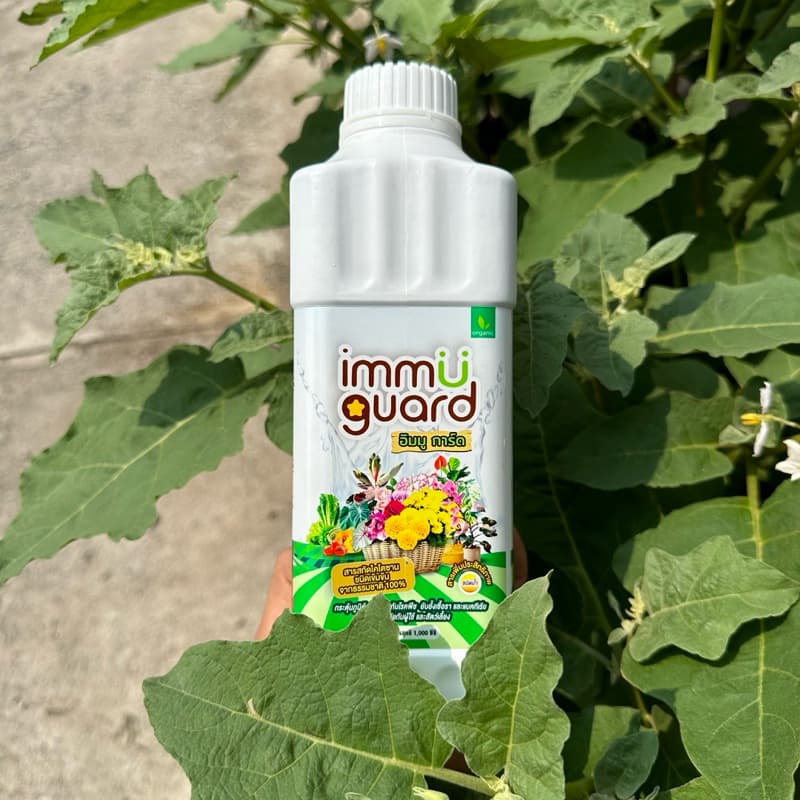 immu guard วัคซีนพืช ป้องกันเชื้อรา แบคทีเรีย และ เพลี้ย ออแกนิค100% รูปที่ 3
