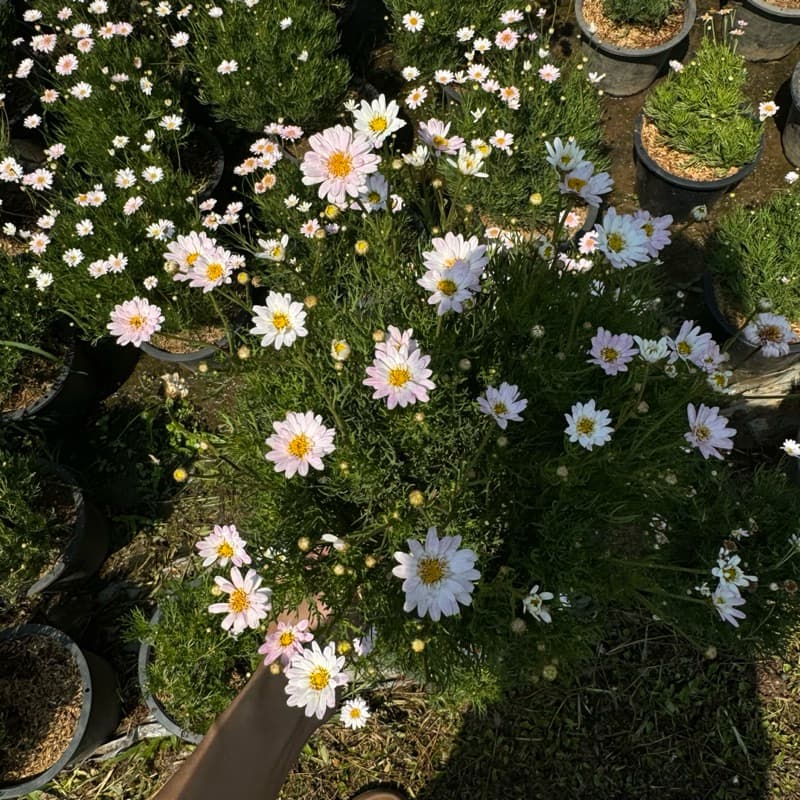 เดซี่ Daisyต้นเดซี่ ดอกสีม่วง เหลือง แดง ชมพู Purple Daisy 8นิ้ว ดอกไม้ทานได้ รูปที่ 9