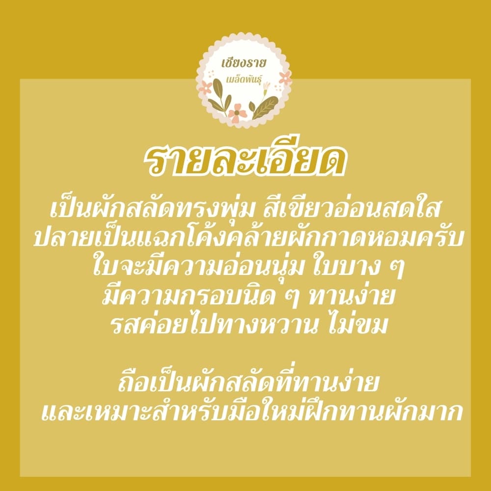 เมล็ดพันธุ์ ผักสลัด ใบโอ้ค 150 เมล็ด Oak Leaf Lettuce Seed เมล็ดพันธุ์แท้ 100% นำเข้าจากต่างประเทศ รูปที่ 4