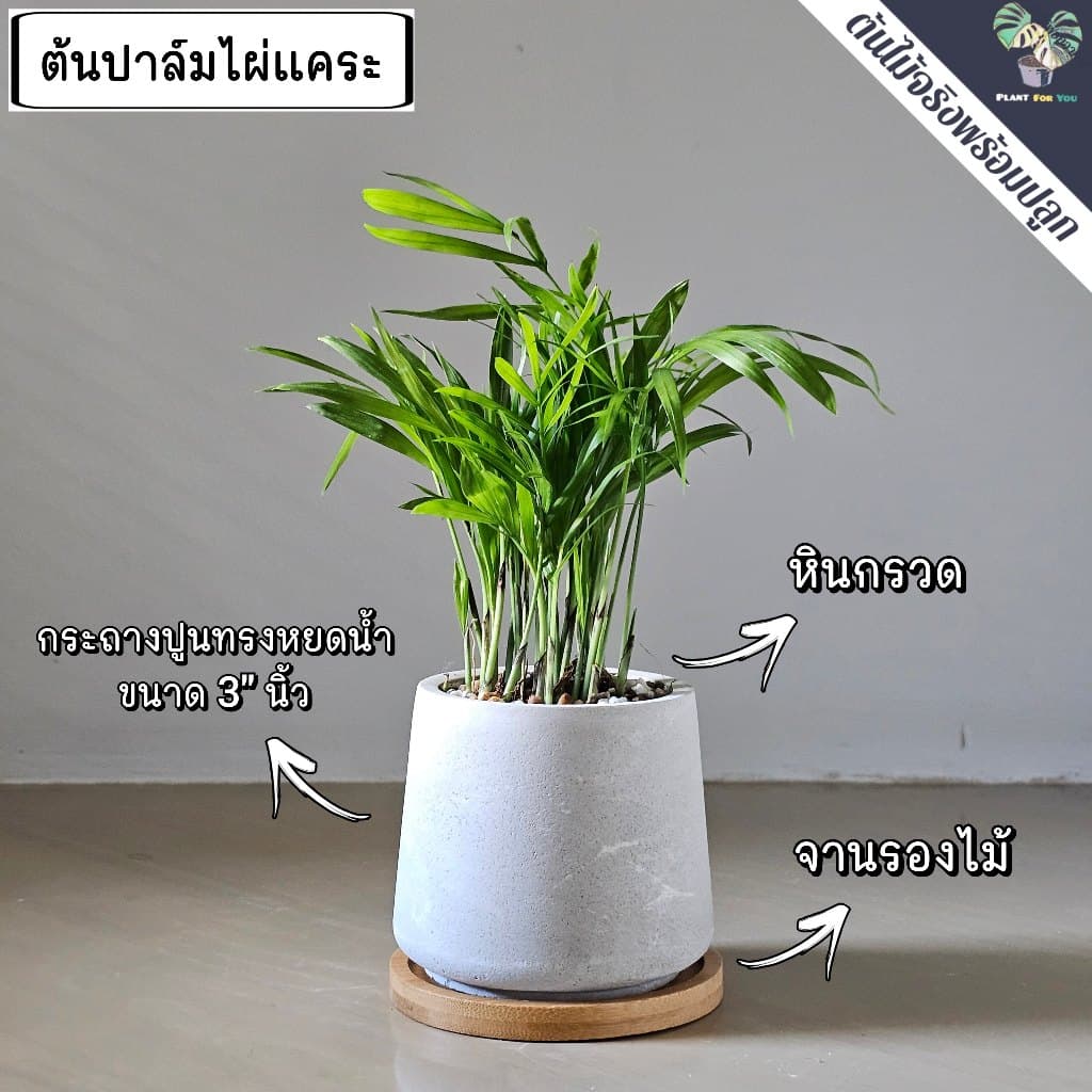 ต้นไม้มงคล/ต้นไม้ฟอกอากาศ พร้อมกระถางปูน3"นิ้ว ครบชุดพรอมปลูก วางโต๊ะทำงาน ประดับบ้าน/คอนโด/ร้าน/café/ออฟฟิศ/สำนักงาน รูปที่ 7