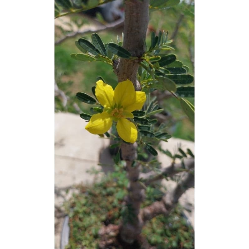 มะขามมาดากัสการ์ Senna Meridionalis มะขามมาดากัสการ์ กิ่งชำ รูปที่ 7