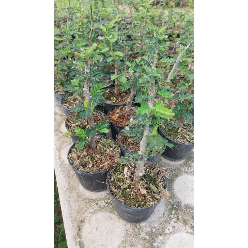 มะขามมาดากัสการ์ Senna Meridionalis มะขามมาดากัสการ์ กิ่งชำ รูปที่ 2