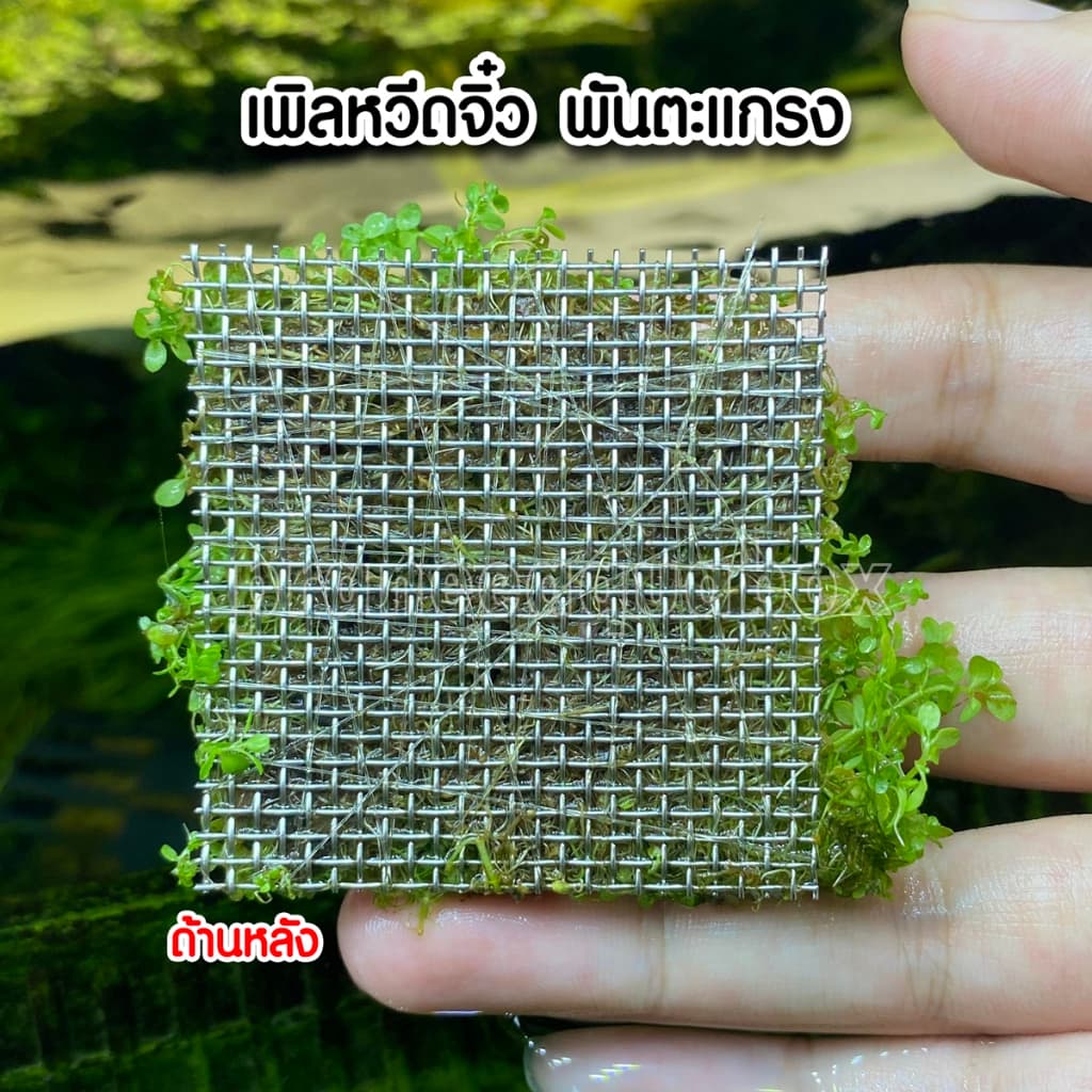เพิลหวีตจิ๋วพันตะแกรง - Micranthemum monticaro. แบบกระถาง พร้อมปลูก ต้นไม้น้ำ รูปที่ 6