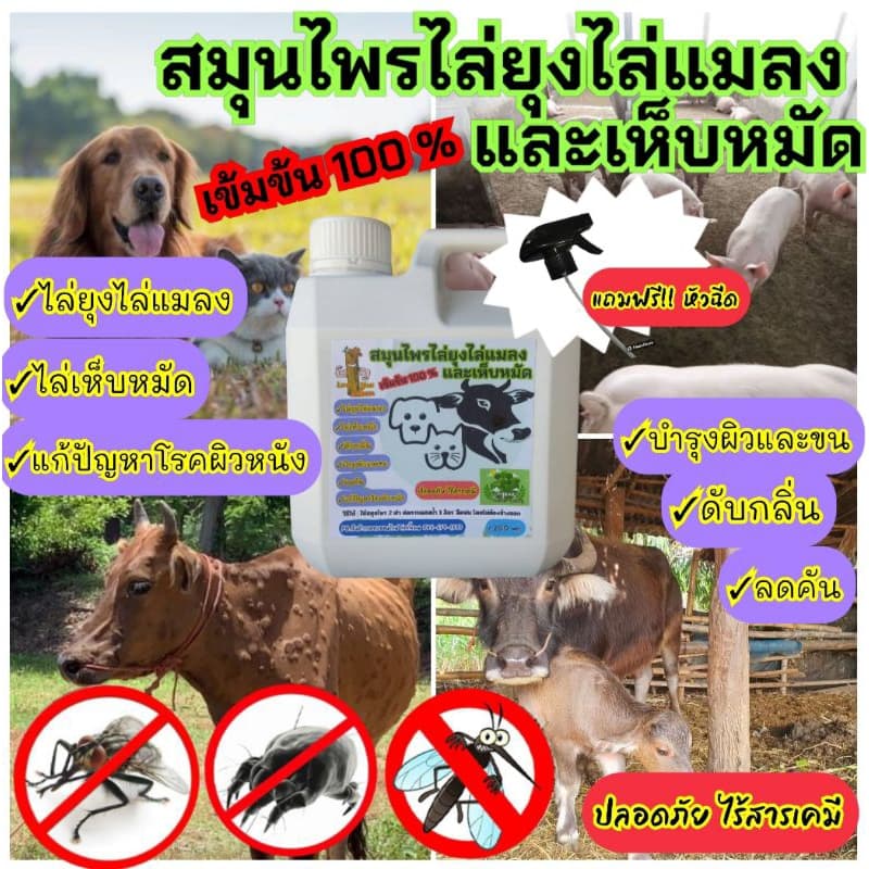 แกลลอน 1,200 ml.สมุนไพรไล่ยุงไล่แมลงและเห็บหมัด "ลัคกี้แมน" ไล่ยุง ไล่แมลง ไล่เห็บหมัด ดับกลิ่น รูปที่ 1