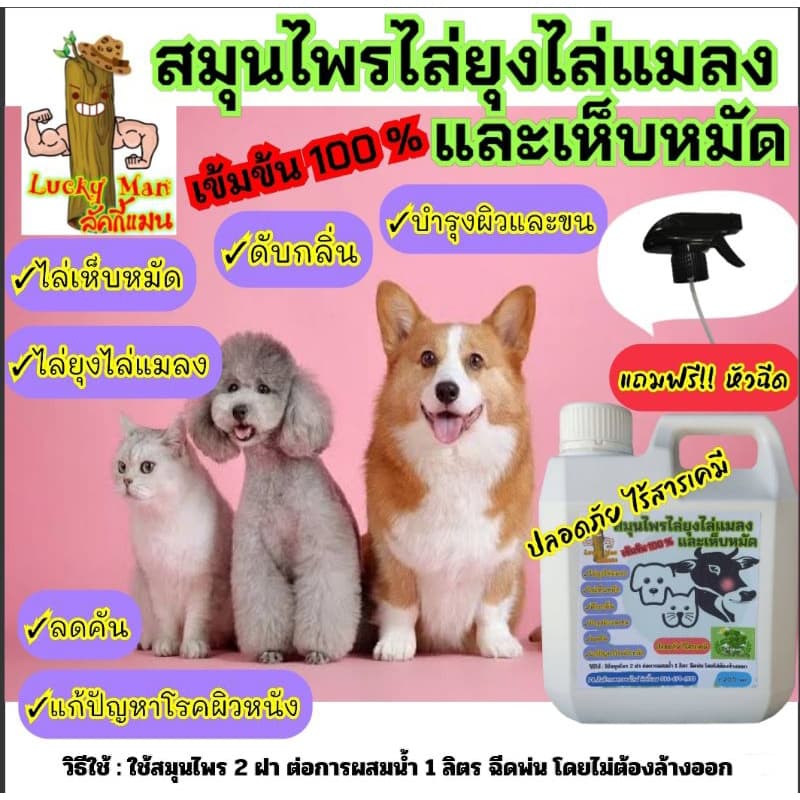 แกลลอน 1,200 ml.สมุนไพรไล่ยุงไล่แมลงและเห็บหมัด "ลัคกี้แมน" ไล่ยุง ไล่แมลง ไล่เห็บหมัด ดับกลิ่น รูปที่ 3