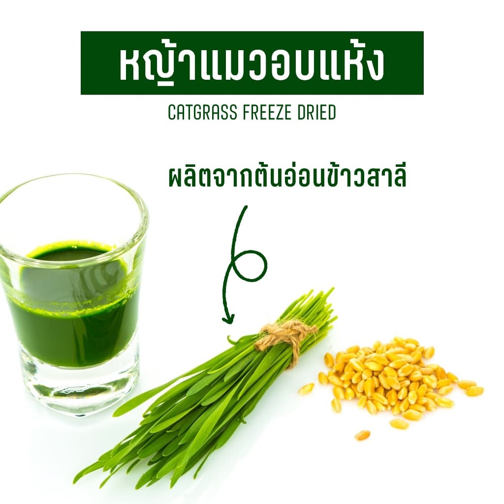 Cat Grass ต้นอ่อนข้าวสาลีอบแห้ง รูปที่ 5