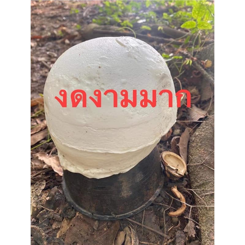 กรีนเพาเวอร์พลัส 1 ขวด รูปที่ 4