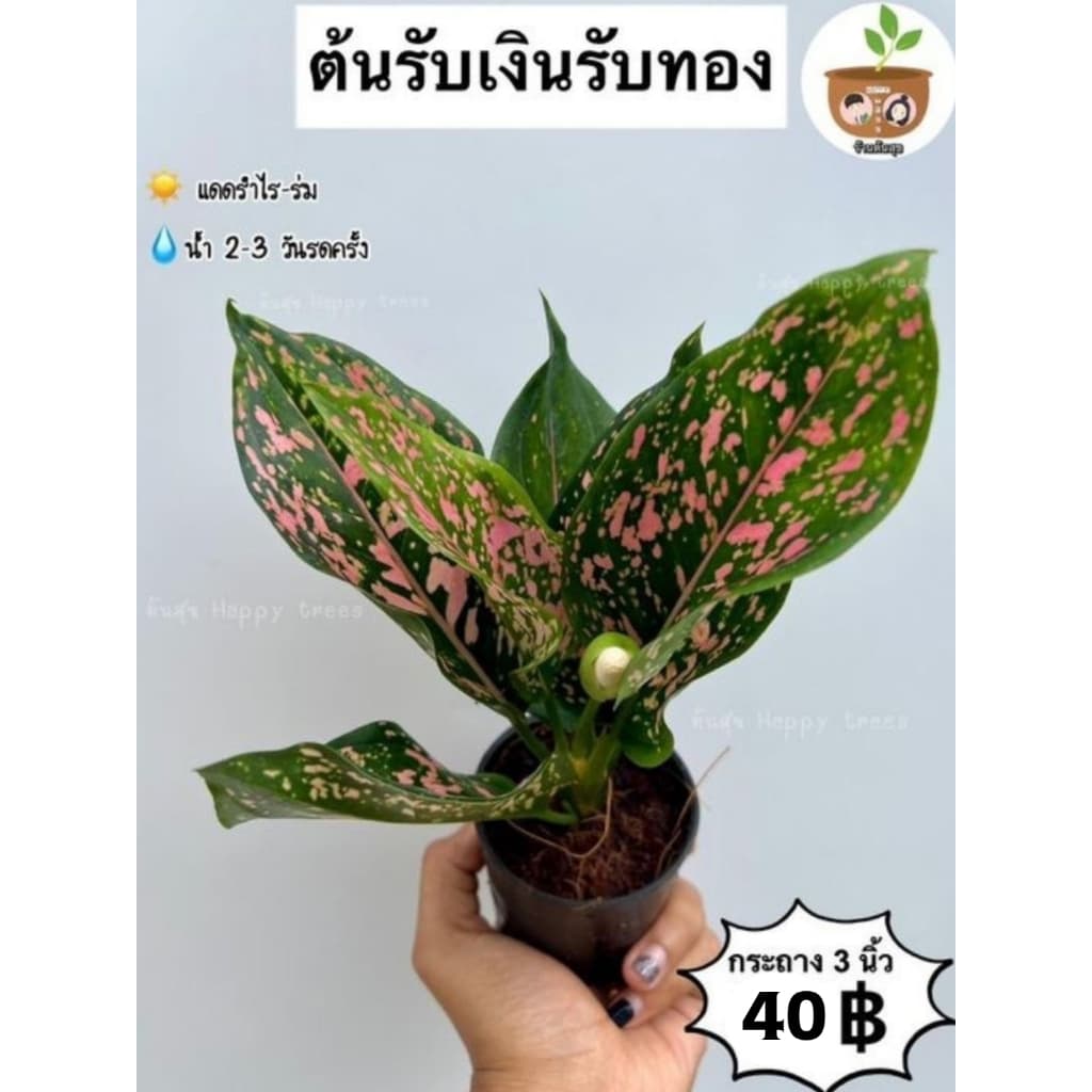 ต้นรับเงินรับทอง จัดส่ง 2 ต้นขึ้นไป คละแบบได้ รูปที่ 2