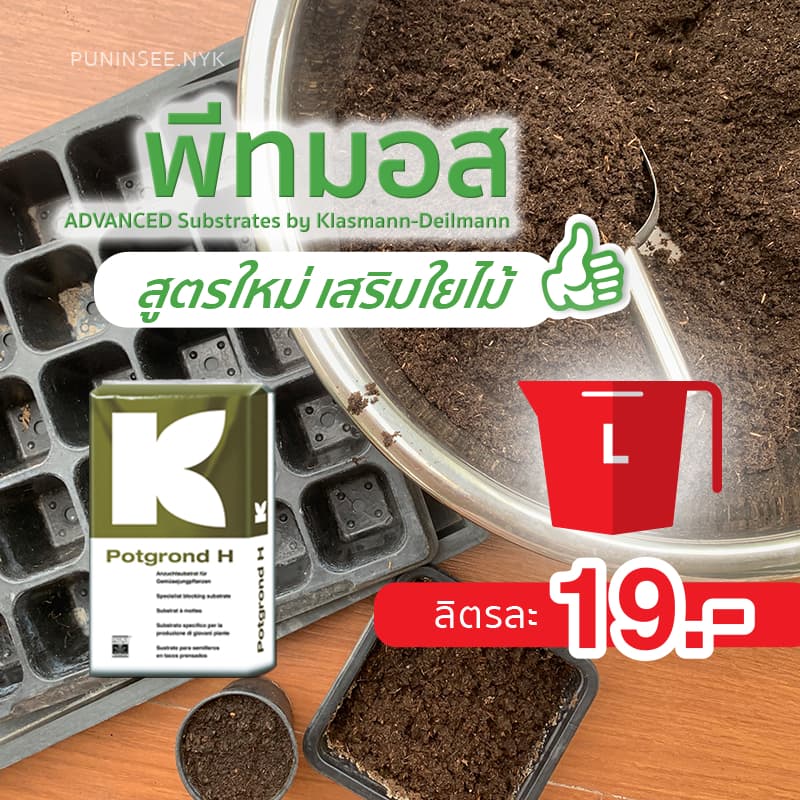 พีทมอส วัสดุเพาะเมล็ด ต้นกล้า ชำกิ่ง รากเดินดี Potgrond H by Klasmann คลาสแมน ปันอินทรีย์ รูปที่ 1