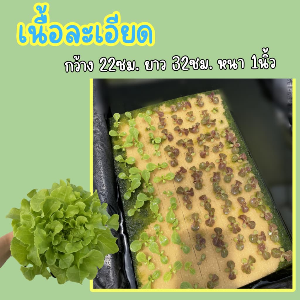 ฟองน้ำเพาะเมล็ด ฟองน้ำเพาะผักไฮโดรโปนิกส์ ผักสลัด ** 96 ช่องปลูก** เนื้อละเอียด แบบมีขอบ รูปที่ 5