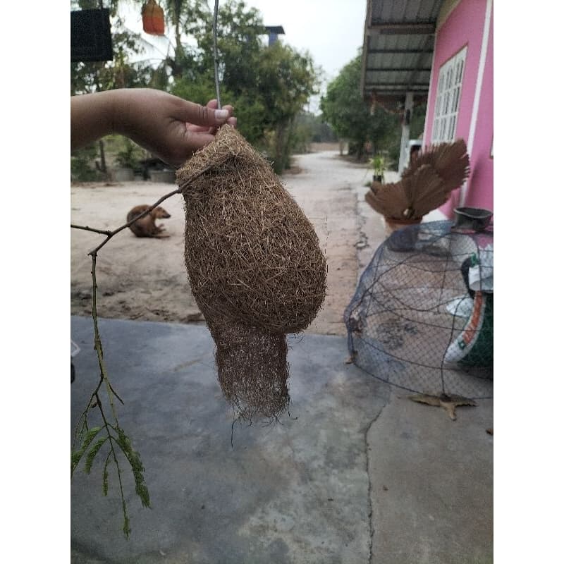 รังนกกระจาบ รังนกธรรมชาติ รูปที่ 2