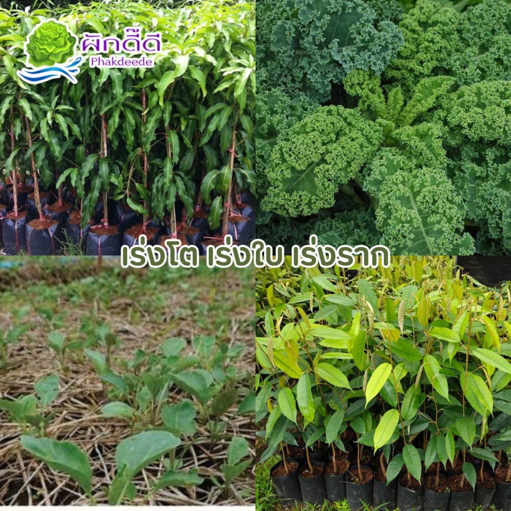 ปุ๋ย 16-16-16 ปุ๋ยสูตรเสมอ ปุ๋ยเร่งดอก ปุ๋ยเร่งใบ เพิ่มผลผลิต ปุ๋ยต้นหญ้า ช่วยทนแล้ง รูปที่ 2