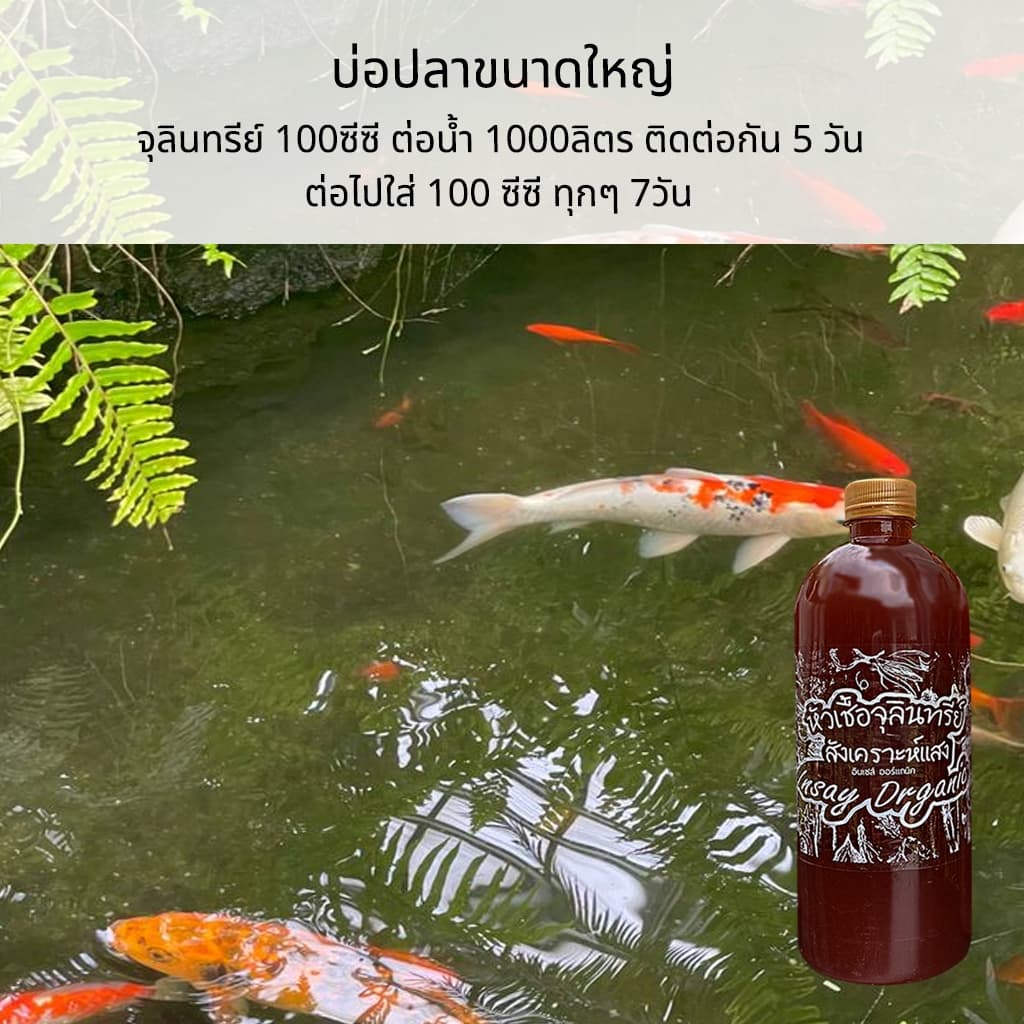 INSAY ORGANIC จุลินทรีย์ ใช้บำบัดน้ำ ดับกลิ่น ปรับสภาพน้ำ ย่อยสลาย สำหรับเลี้ยงปลา กุ้ง รูปที่ 6