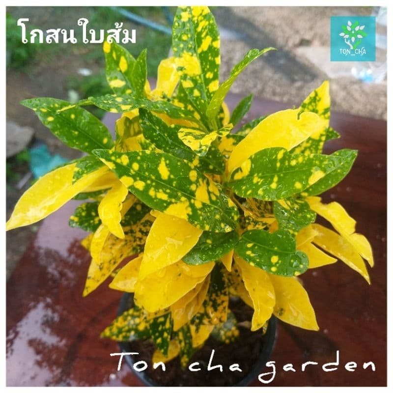 โกสนใบส้ม ไม้มงคล ส่งพร้อมกระถาง 6 นิ้ว รูปที่ 4