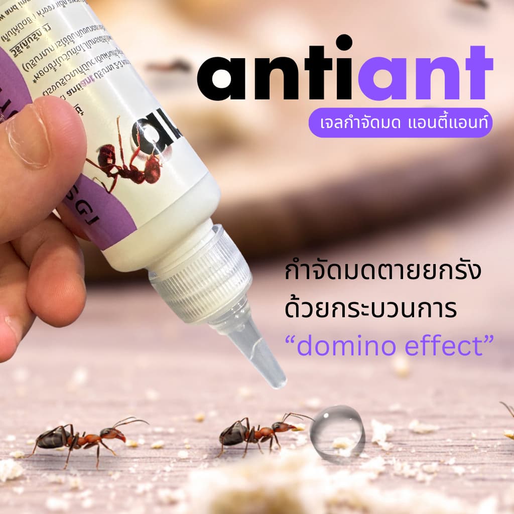 เจลกำจัดมด antiant ขนาด 50 กรัม รูปที่ 7