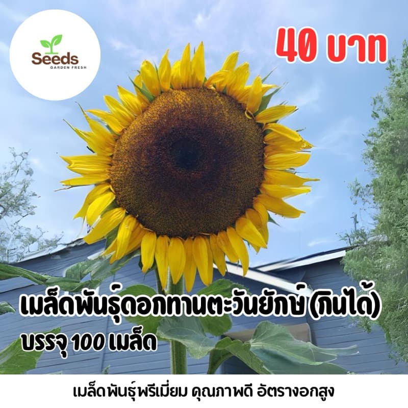 เมล็ดพันธุ์ดอกทานตะวันยักษ์กินได้ บรรจุ 100 เมล็ด รูปที่ 1
