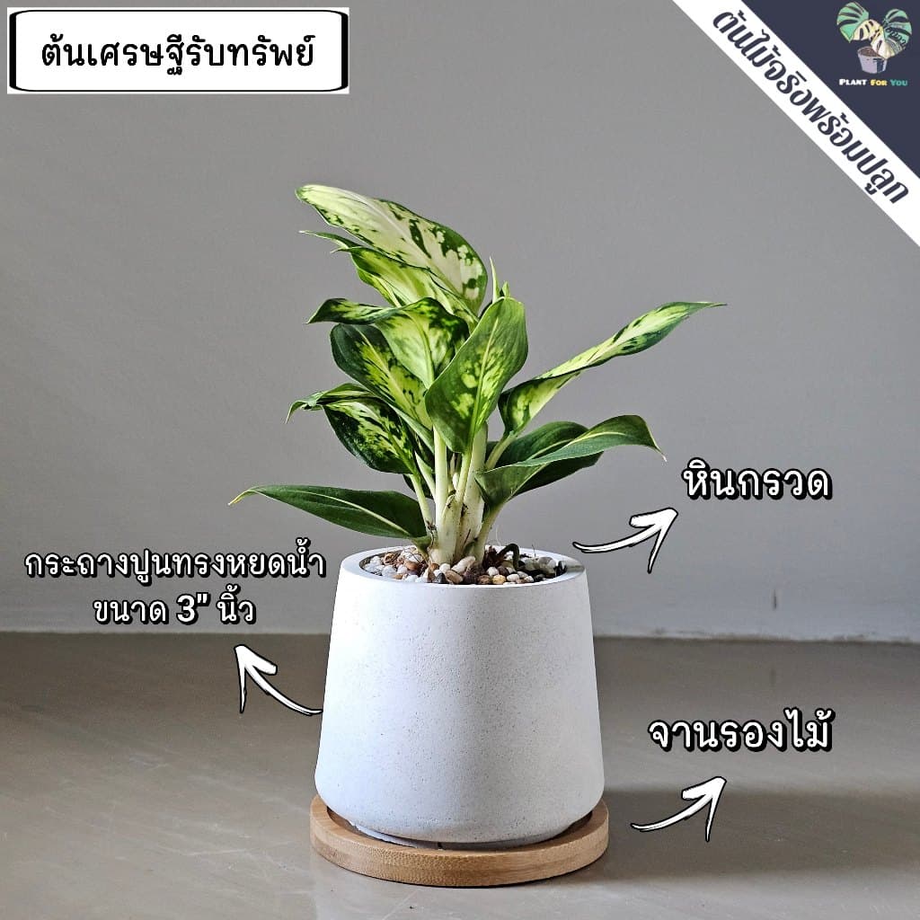 ต้นไม้มงคล/ต้นไม้ฟอกอากาศ พร้อมกระถางปูน3"นิ้ว ครบชุดพรอมปลูก วางโต๊ะทำงาน ประดับบ้าน/คอนโด/ร้าน/café/ออฟฟิศ/สำนักงาน รูปที่ 6