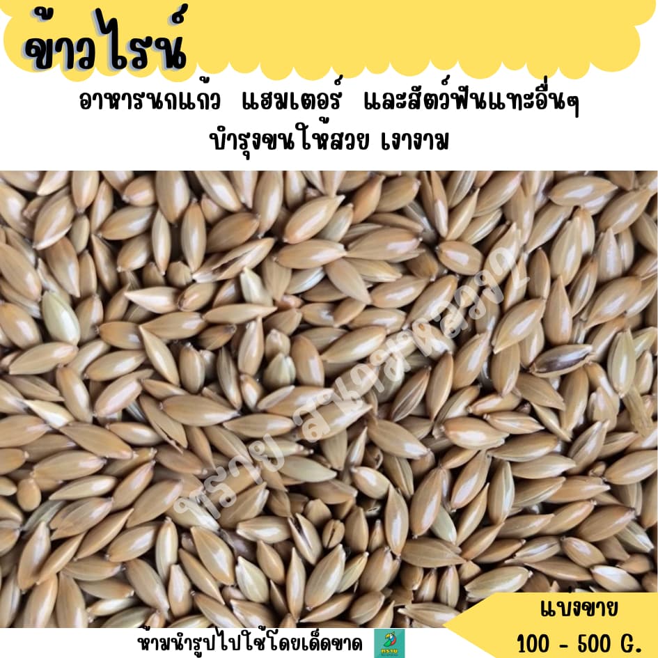 ข้าวไรน์ อาหารนกแก้ว แฮมเตอร์ และสัตว์ฟันแทะอื่นๆ รูปที่ 2