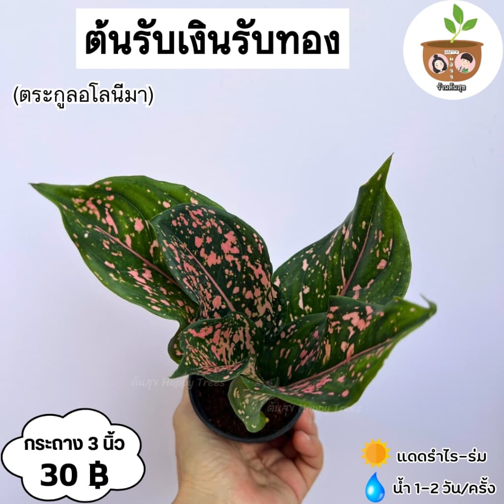 ต้นรับเงินรับทอง จัดส่ง 2 ต้นขึ้นไป คละแบบได้ รูปที่ 1
